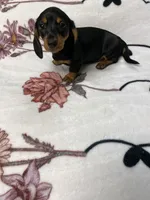 Dozer AKC SH Black&Tan, a male Miniature Dachshund for sale in Ellijay, GA – 1 of 8