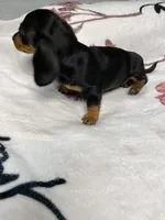 Dozer AKC SH Black&Tan, a male Miniature Dachshund for sale in Ellijay, GA – 4 of 8