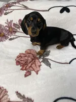Dozer AKC SH Black&Tan, a male Miniature Dachshund for sale in Ellijay, GA – 3 of 8