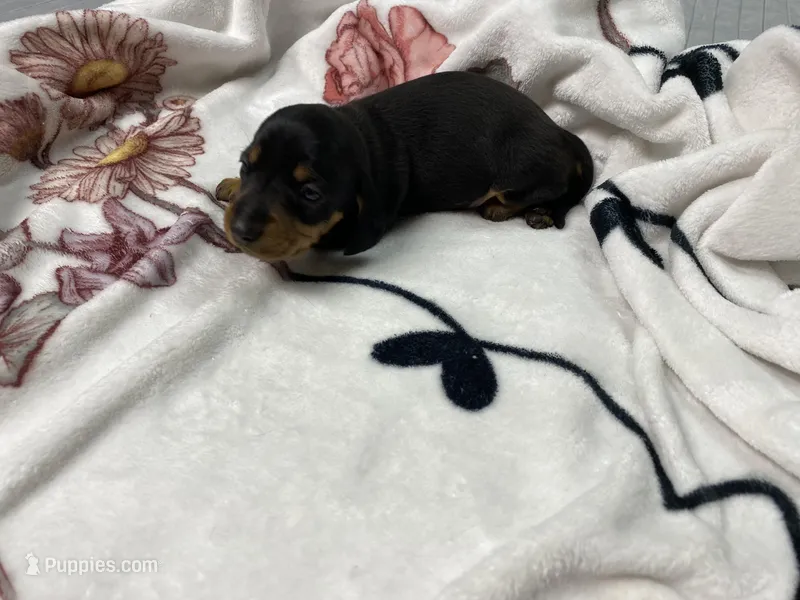 Dozer AKC SH Black&Tan – Miniature Dachshund puppy for sale in Ellijay, GA
