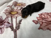 Dozer AKC SH Black&Tan, a male Miniature Dachshund for sale in Ellijay, GA – Photo 4 of 8