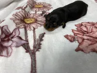 Dozer AKC SH Black&Tan, a male Miniature Dachshund for sale in Ellijay, GA – Photo 5 of 8