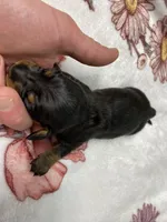 Dozer AKC SH Black&Tan, a male Miniature Dachshund for sale in Ellijay, GA – Photo 7 of 8