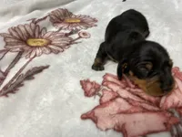 Dozer AKC SH Black&Tan, a male Miniature Dachshund for sale in Ellijay, GA – Photo 6 of 8