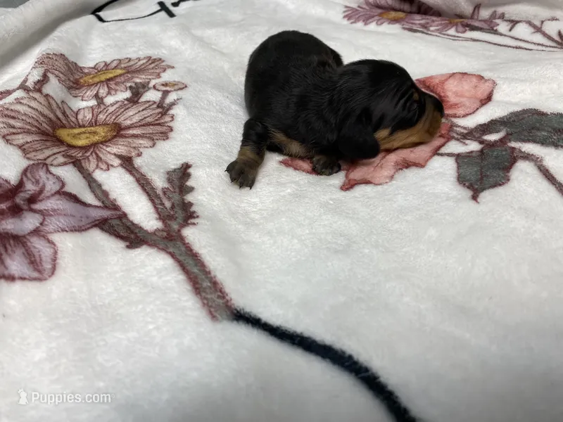 Dozer AKC SH Black&Tan – Miniature Dachshund puppy for sale in Ellijay, GA