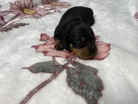 Dozer AKC SH Black&Tan, a male Miniature Dachshund for sale in Ellijay, GA – Photo 3 of 8