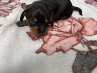 Bandit AKC SH Black&Tan, a male Miniature Dachshund for sale in Ellijay, GA – Photo 8 of 8