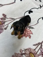 Bandit AKC SH Black&Tan, a male Miniature Dachshund for sale in Ellijay, GA – 5 of 9