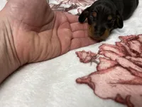 Bandit AKC SH Black&Tan, a male Miniature Dachshund for sale in Ellijay, GA – Photo 3 of 8