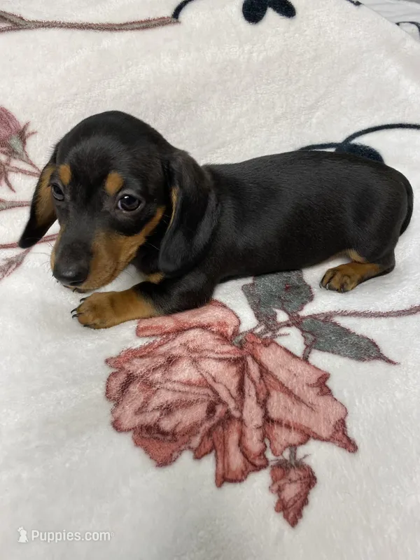 Bandit AKC SH Black&Tan – Miniature Dachshund puppy for sale in Ellijay, GA