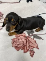 Bandit AKC SH Black&Tan, a male Miniature Dachshund for sale in Ellijay, GA – 1 of 9