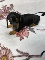 Bandit AKC SH Black&Tan, a male Miniature Dachshund for sale in Ellijay, GA – 6 of 9