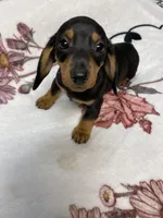 Bandit AKC SH Black&Tan, a male Miniature Dachshund for sale in Ellijay, GA – 3 of 9