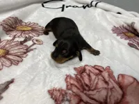 Bandit AKC SH Black&Tan, a male Miniature Dachshund for sale in Ellijay, GA – Photo 1 of 8