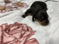 Bandit AKC SH Black&Tan, a male Miniature Dachshund for sale in Ellijay, GA – Photo 7 of 8