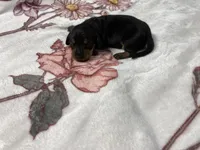 Bandit AKC SH Black&Tan, a male Miniature Dachshund for sale in Ellijay, GA – Photo 4 of 8