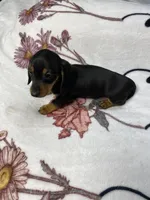 Bandit AKC SH Black&Tan, a male Miniature Dachshund for sale in Ellijay, GA – 4 of 9