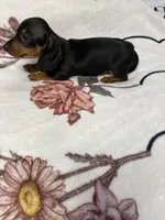 Bandit AKC SH Black&Tan, a male Miniature Dachshund for sale in Ellijay, GA – 9 of 9