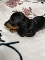 Bandit AKC SH Black&Tan, a male Miniature Dachshund for sale in Ellijay, GA – 8 of 9