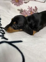 Bandit AKC SH Black&Tan, a male Miniature Dachshund for sale in Ellijay, GA – 7 of 9