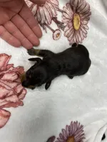 Bandit AKC SH Black&Tan, a male Miniature Dachshund for sale in Ellijay, GA – Photo 5 of 8