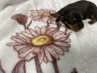 Bandit AKC SH Black&Tan, a male Miniature Dachshund for sale in Ellijay, GA – Photo 6 of 8