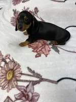 Bandit AKC SH Black&Tan, a male Miniature Dachshund for sale in Ellijay, GA – 2 of 9