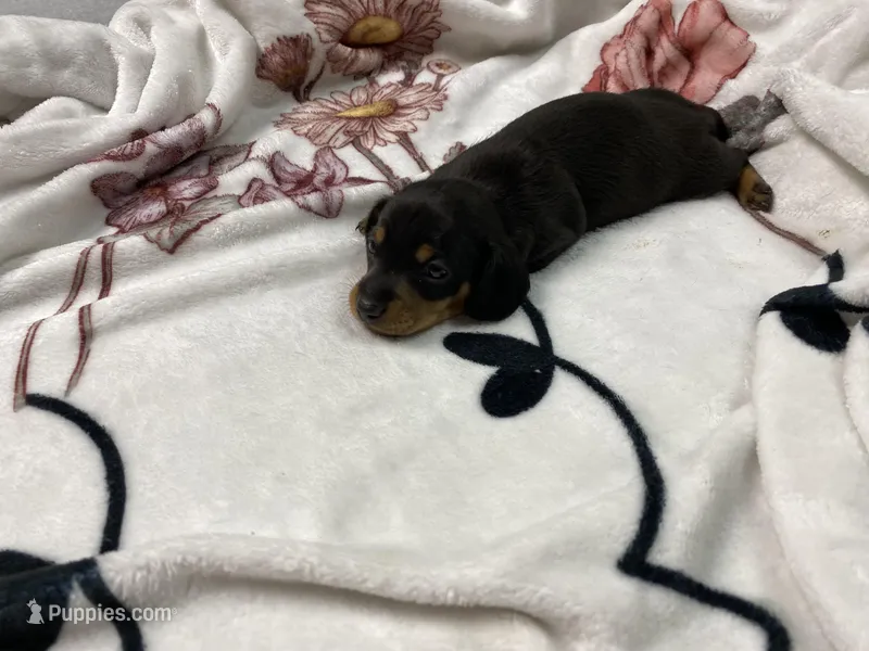 Bandit AKC SH Black&Tan – Miniature Dachshund puppy for sale in Ellijay, GA