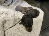 Sammi, a female Miniature Dachshund for sale in Ellijay, GA – Photo 1 of 5