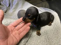 Sammi, a female Miniature Dachshund for sale in Ellijay, GA – Photo 3 of 5