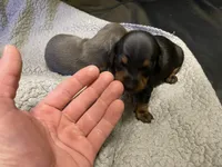 Sammi, a female Miniature Dachshund for sale in Ellijay, GA – Photo 4 of 5