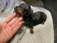 Sammi, a female Miniature Dachshund for sale in Ellijay, GA – Photo 2 of 5