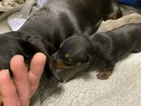 Sammi, a female Miniature Dachshund for sale in Ellijay, GA – Photo 5 of 5