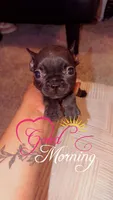 Bailey, a female French Bulldog for sale in Fort Wayne, IN – Photo 4 of 4