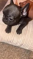 Bailey, a female French Bulldog for sale in Fort Wayne, IN – Photo 2 of 4