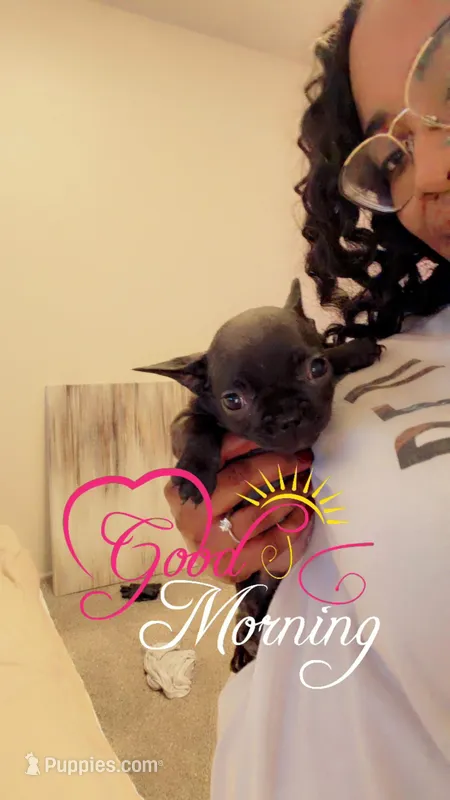 Bailey – French Bulldog puppy for sale in Fort Wayne, IN
