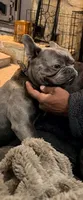 Bruiser, a male French Bulldog for sale in Fort Wayne, IN – Photo 2 of 2