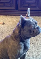 Bruiser, a male French Bulldog for sale in Fort Wayne, IN – Photo 1 of 2