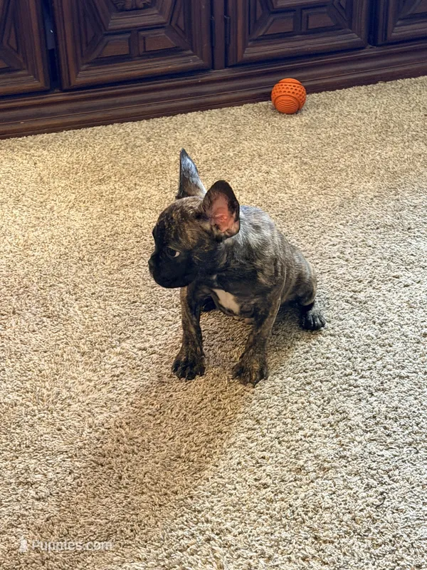 Sloan – French Bulldog puppy for sale in Fort Wayne, IN