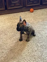 Sloan, a male French Bulldog for sale in Fort Wayne, IN – Photo 1 of 4