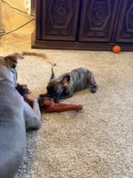 Sloan, a male French Bulldog for sale in Fort Wayne, IN – Photo 4 of 4