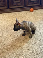 Sloan, a male French Bulldog for sale in Fort Wayne, IN – Photo 2 of 4