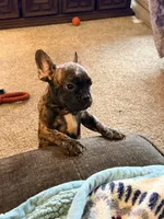Sloan, a male French Bulldog for sale in Fort Wayne, IN – Photo 3 of 4