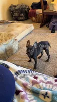 Gray, a male French Bulldog for sale in Fort Wayne, IN – Photo 5 of 5