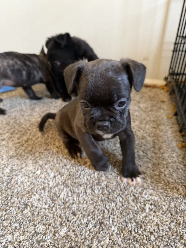 Gray – French Bulldog puppy for sale in Fort Wayne, IN