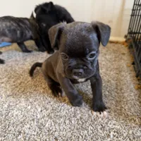 Gray, a male French Bulldog for sale in Fort Wayne, IN – Photo 1 of 5