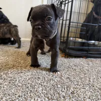 Gray, a male French Bulldog for sale in Fort Wayne, IN – Photo 2 of 5