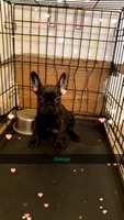 George, a male French Bulldog for sale in Fort Wayne, IN – Photo 2 of 5
