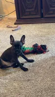 George, a male French Bulldog for sale in Fort Wayne, IN – Photo 5 of 5