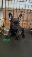 George, a male French Bulldog for sale in Fort Wayne, IN – Photo 3 of 5